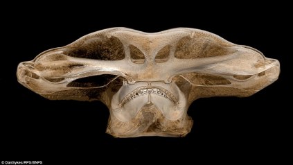 A prima vista potrebbe sembrare un alieno, ma in realtà è l'immagine ottenuta dalla scansione a raggi X della testa di uno squalo martello